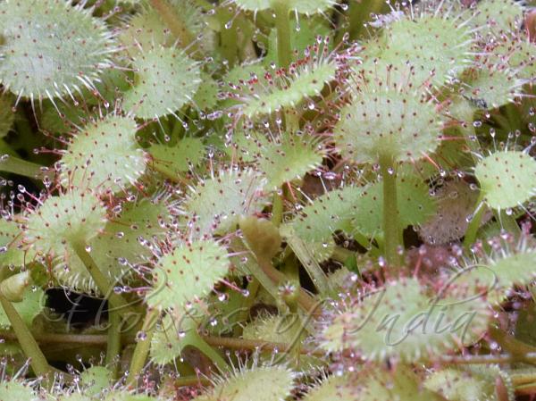 Trailing Sundew